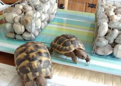 Tortoises and gabions
