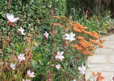 Achillea millefolium 'Terracotta'.