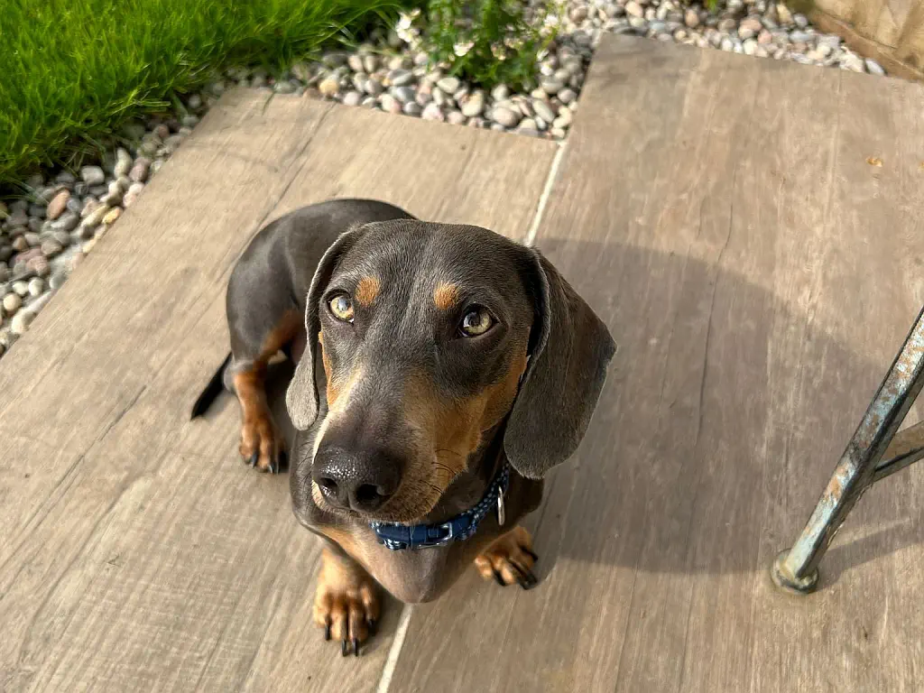 Dog friendly garden design Dog sitting on paving planks.