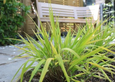 Hakonechloa mac. Alboaurea.